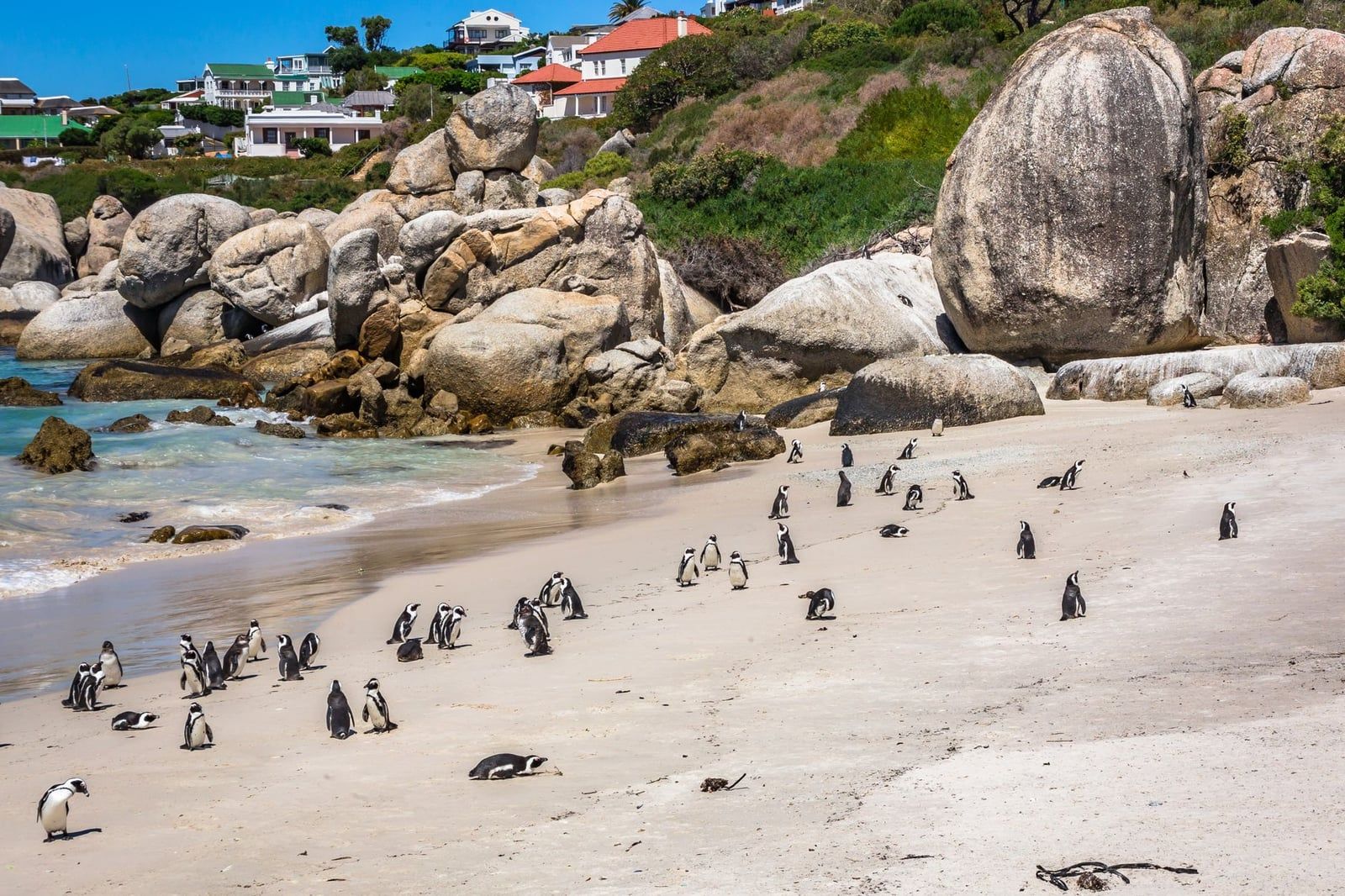 Una colonia di pinguini africani si raduna sulla sabbia chiara accanto a enormi massi di granito a Boulders Beach, vicino a Città del Capo.