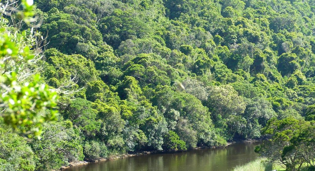 A calm, dark river flows at the base of densely forested green hills in Wilderness along the Garden Route.