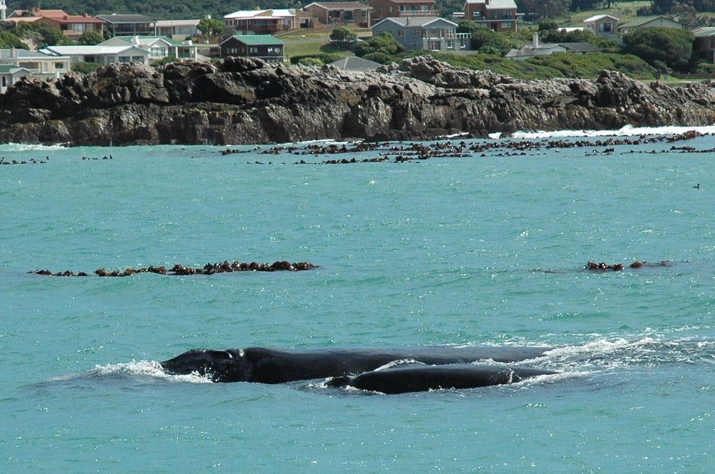 Una balena franca australe con il suo cucciolo nuota appena al largo della scogliera rocciosa di Hermanus, lungo la Garden Route.