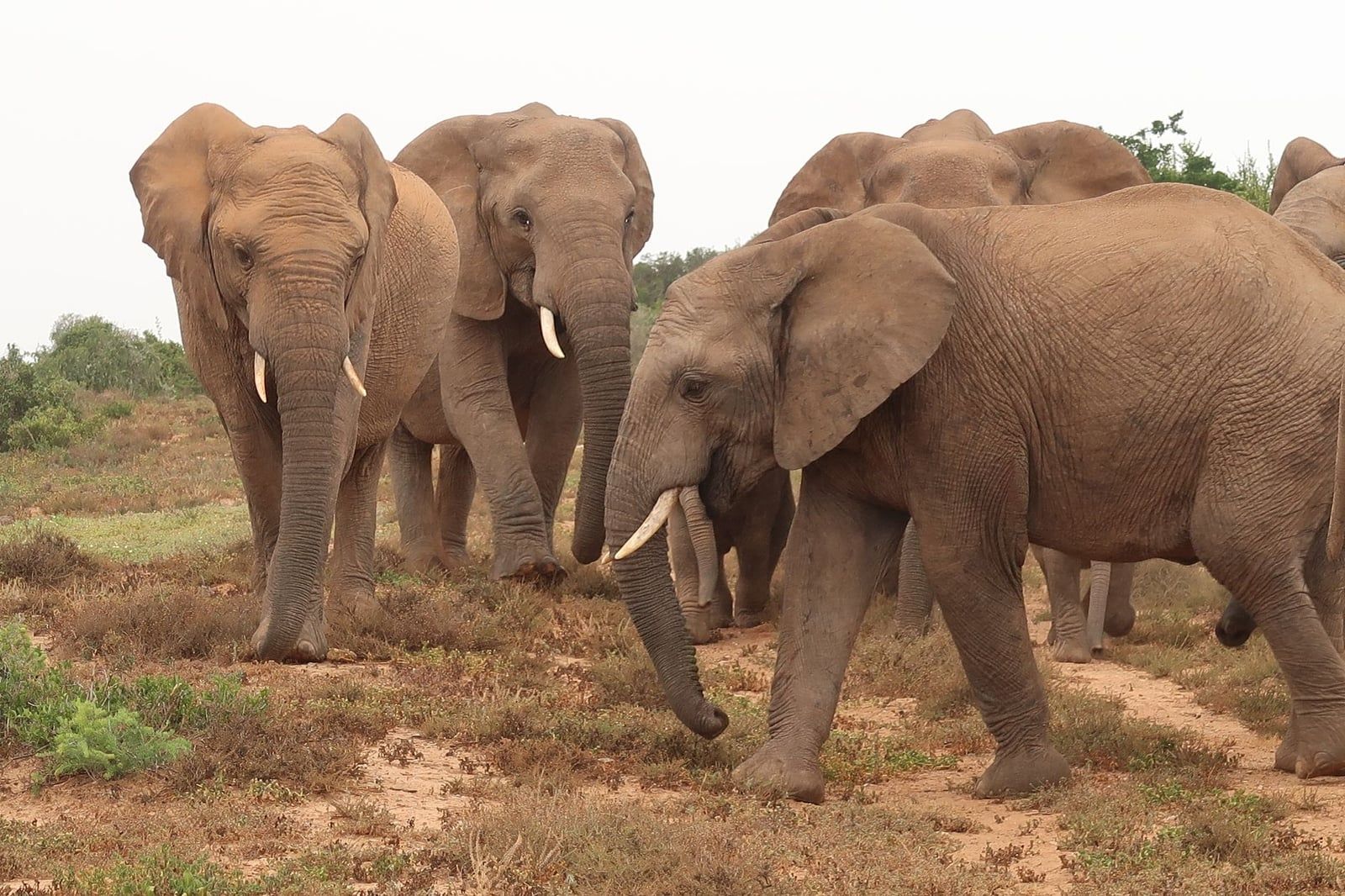 A herd of African elephants walking across the bushveld in Addo Elephant National Park near the Garden Route.
