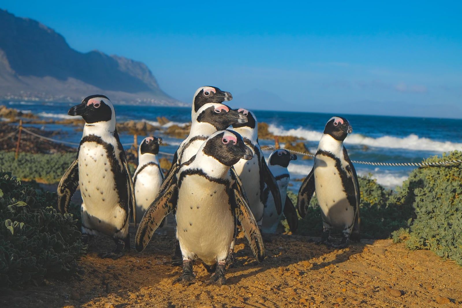 A group of African penguins stands along the rocky coastline at Betty's Bay with the ocean and mountains in the background.